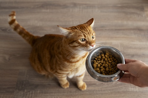 KEDİ-MAMALARINDA-TAURİN3.jpg