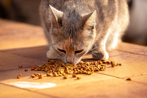 KEDİ-MAMALARINDA-TAURİN5.jpg