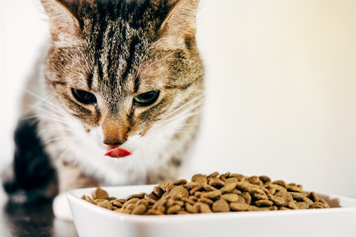 KEDİ-MAMALARINDA-TAURİN7.jpg