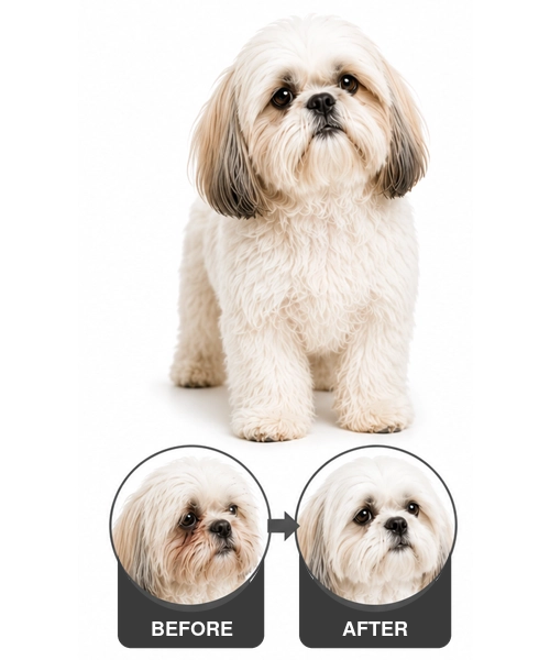 shih-tzu-white-before-after-en-500x600.png