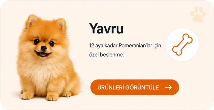 kızılpomeranianyavru.webp