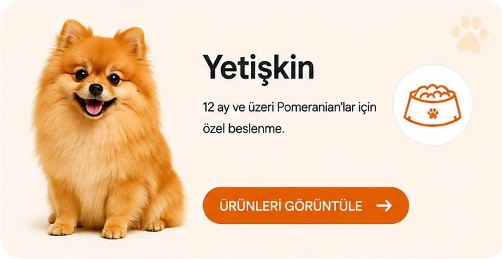 kızılpomeranianyetişkin.webp