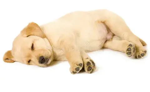 Köpekler Neden Uykuda Koşar, Havlar veya Seğirir? Rüya Görürler mi?