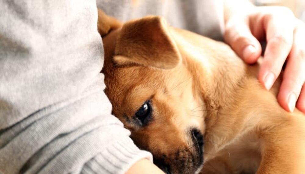 Köpekler Neden Sürekli Sahibinin Peşinden Gezer?