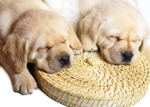 Köpekler Neden Yattığı Yeri Eşeler?