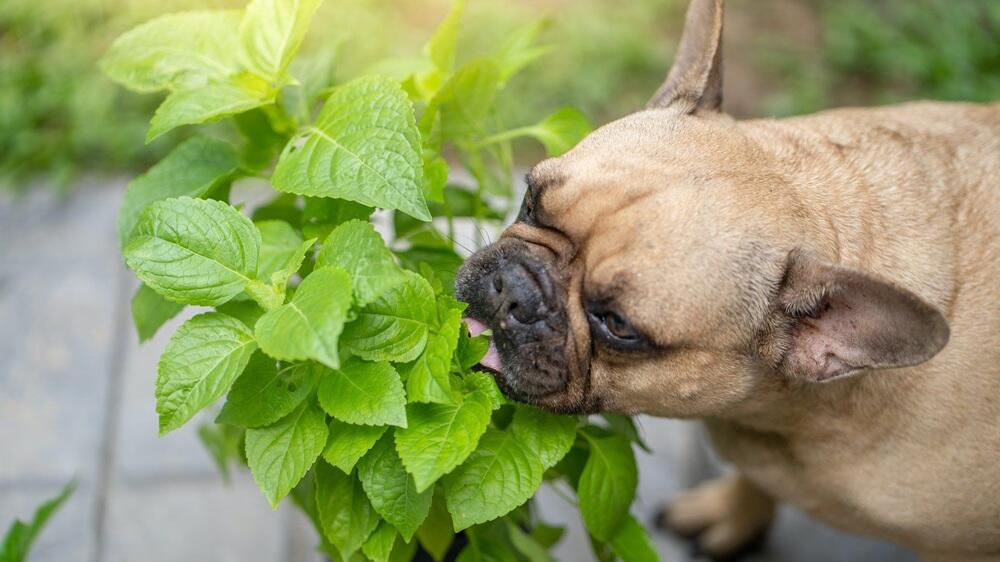 Köpekler Neden Yaprak Yer? Zararlı mı?
