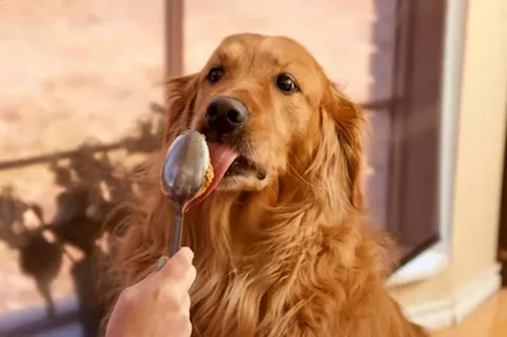 Köpekler Meşe Palamudu Yer mi? Meşe Palamudu Köpekler İçin Zararlı mı?