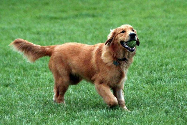 Köpeklerde Bağırsak Sağlığı: Prebiyotik, Probiyotik ve Postbiyotikler Ne İşe Yarar?