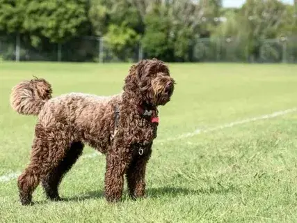 Köpeklerde Kaşıntı Her Zaman Alerji Belirtisi midir?