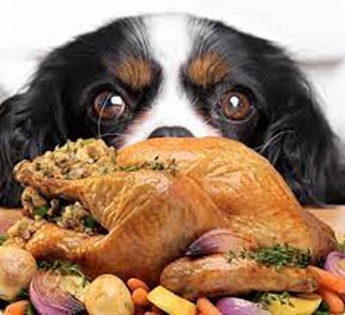 Köpeklere Ev Yemeği Verilir mi? Ev Yapımı Köpek Maması Sağlıklı mı?