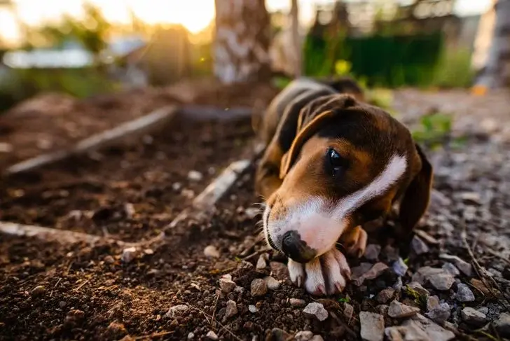 Köpekler Neden Toprak Yer? Bu Davranış Normal mi?