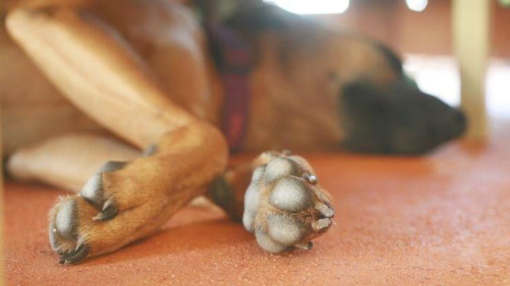 Köpekler Neden İç Çeker? İç Çekmek Ne Anlama Gelir?
